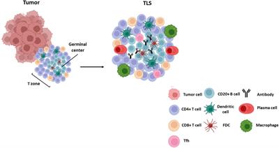 Tertiary lymphoid structures and B lymphocytes: a promising therapeutic strategy to fight cancer